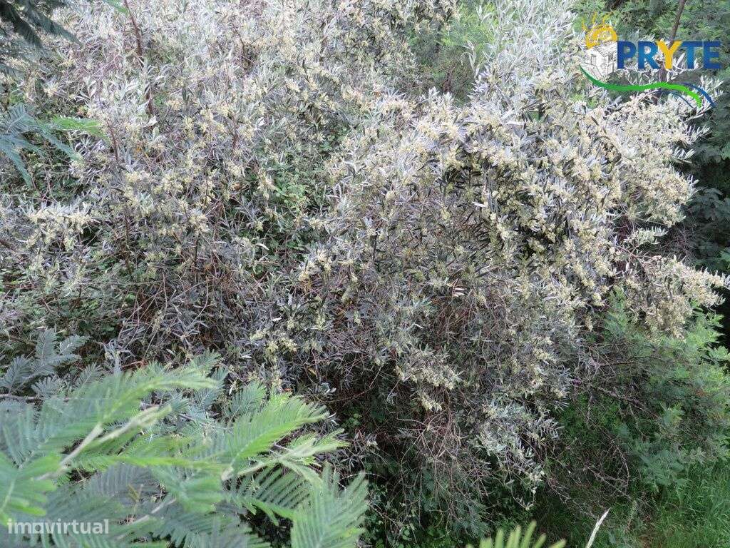 Pequena quinta a confinar com a Ribeira situada perto de Oleiros-47