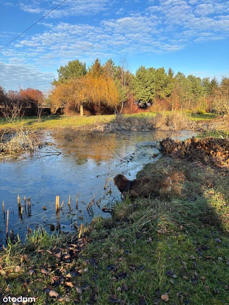 Piękne siedlisko z potencjałem w Dąbrowie 10 km od Poznania-5
