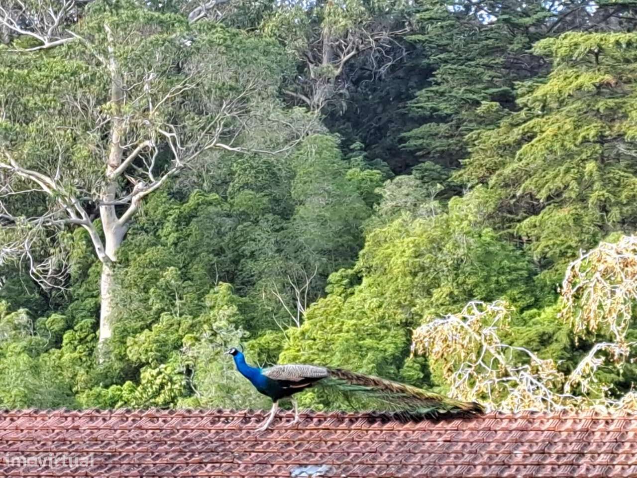 Refúgio Privado na Vila de Sintra com vista para a Serra - Três fraçõe - Grande imagem: 5/60