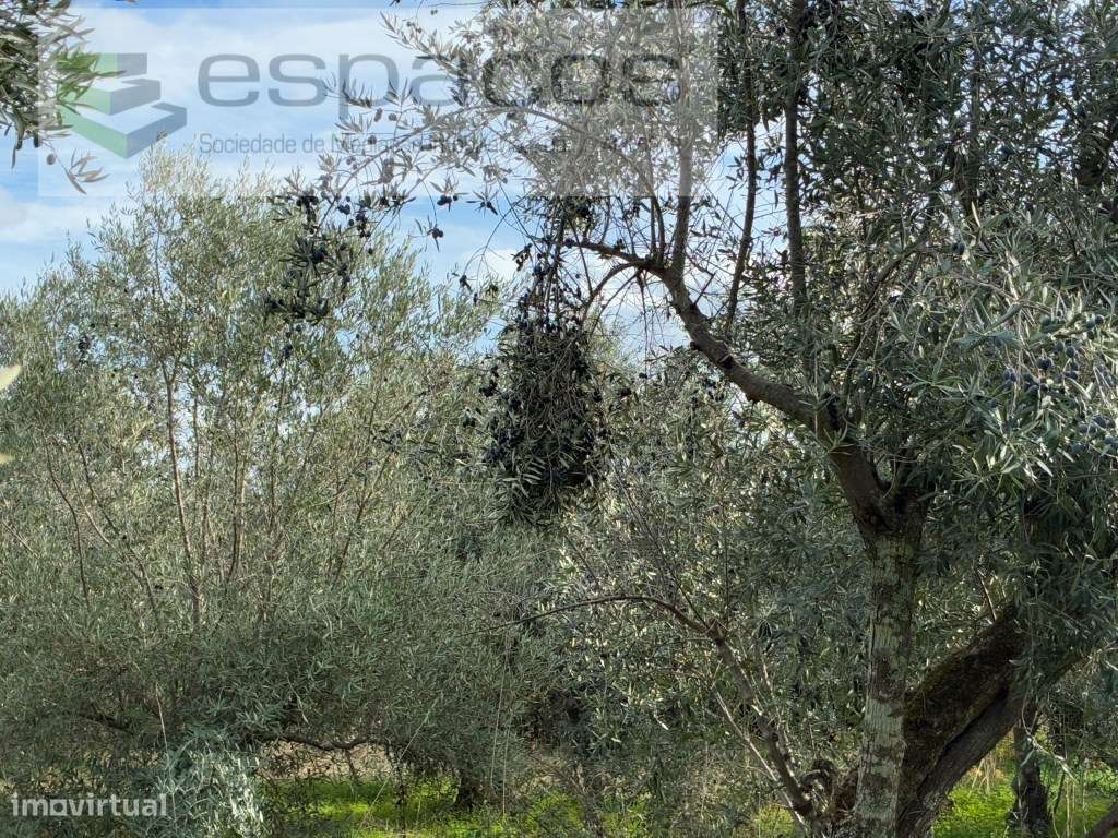 Quinta com casa de Habitação-34