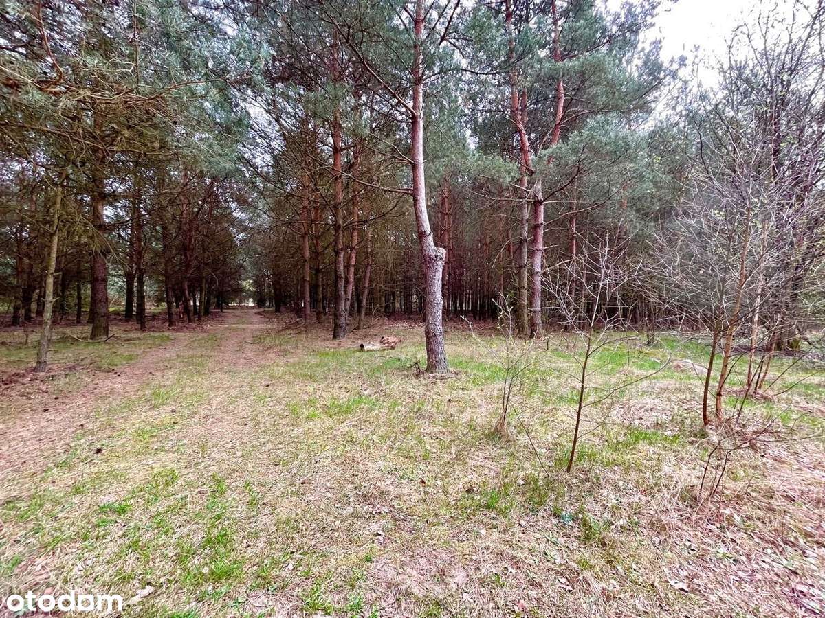 Działka budowlano-rolna, siedliskowa (16517m2) - Pełny obrazek: 3/7