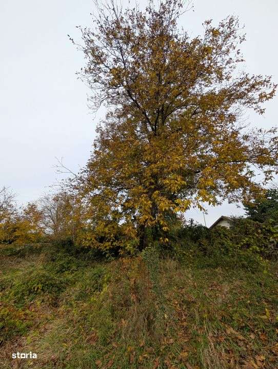 Teren 1966m Arcadie Șeptilici - TNT( Iner)-6