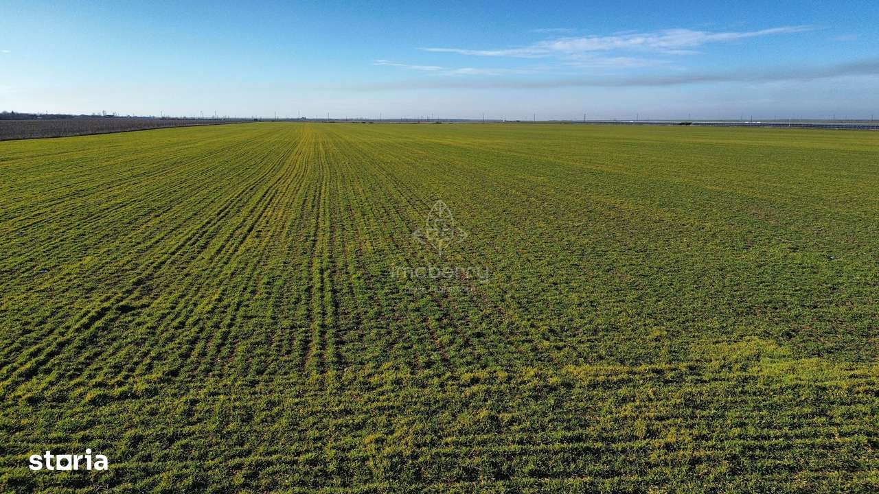 Vând teren extravilan – 11 ha, sat Valter Mărăcineanu, jud Giurgiu-4