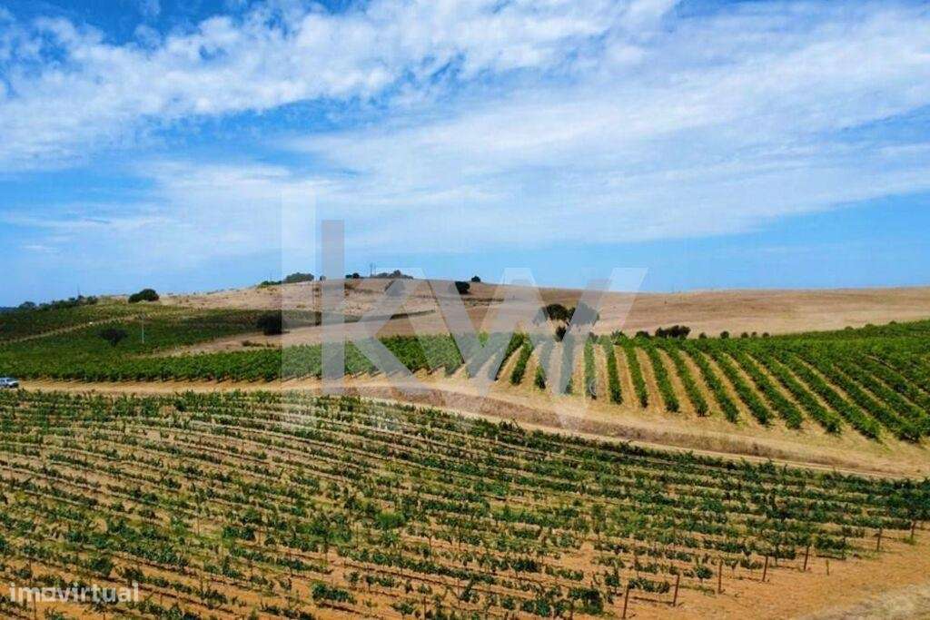 Monte Alentejano com Vinha em Produção sito em Vila de Frades - Grande imagem: 5/16