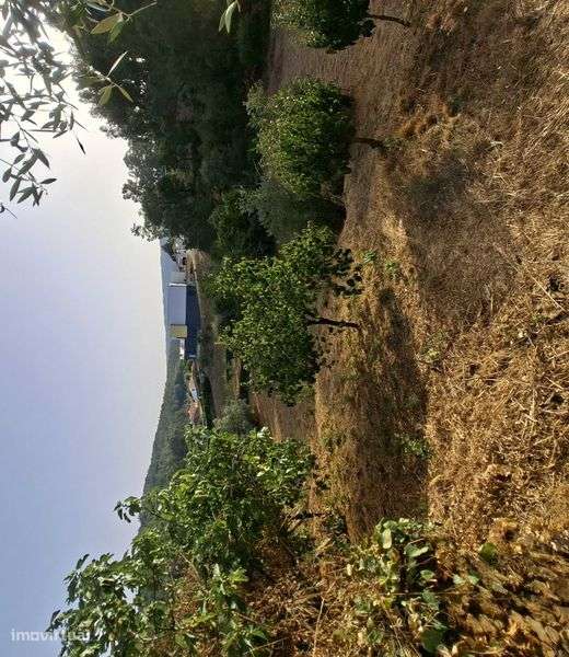 Vende-se terreno com 1250m2 e casa antiga em ruinas - Grande imagem: 4/11