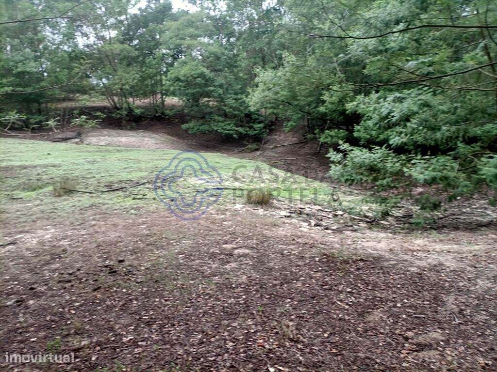 TERRENO RUSTICO COM 33 HECTARES EM PEGOES, CONSELHO DO MONTIJO - Grande imagem: 4/20
