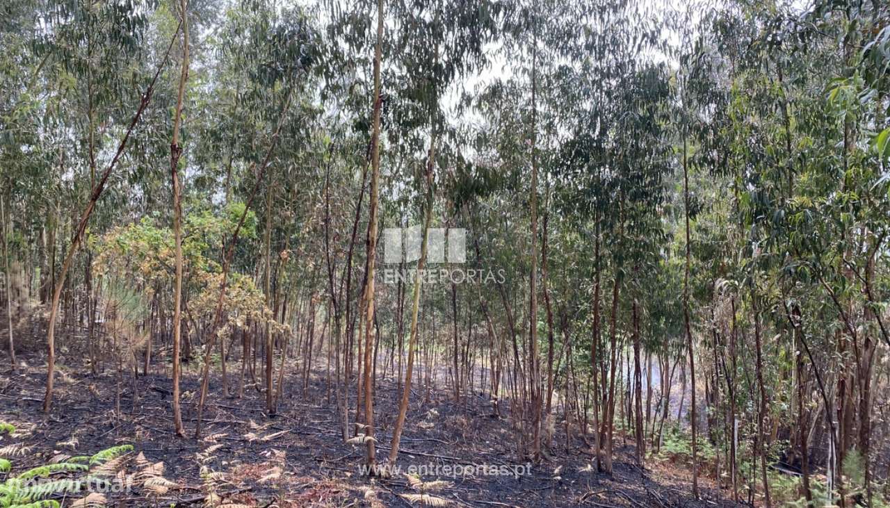 Venda Terreno com área de 2300 m2, Vila Boa do Bispo, Marco de Canave - Grande imagem: 5/31