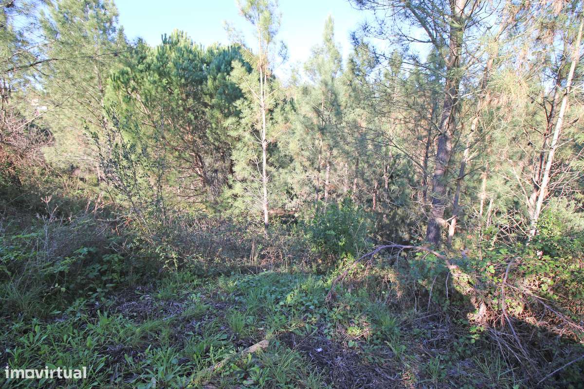 Lote de Terreno na Urbanização de Santa Luzia em Abrantes-13