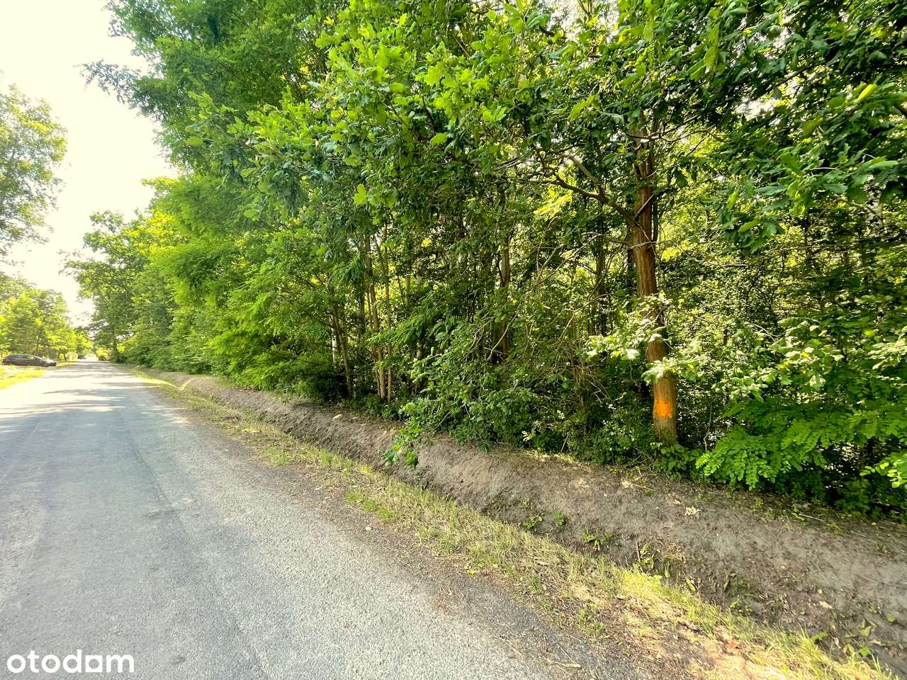 Szczęsne. Działka leśna z dużym potencjałem.-5