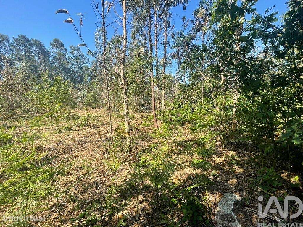 Terreno em Vila de Punhe de 4388,00 m2 - Grande imagem: 5/11