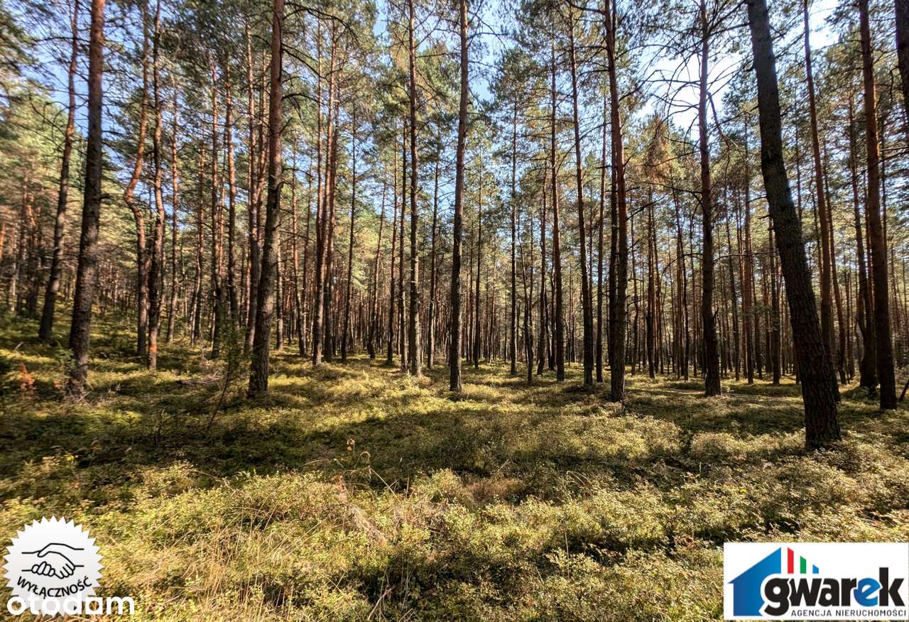 Prostokątna Działka Leśna, 15420 m2, Zederman-4