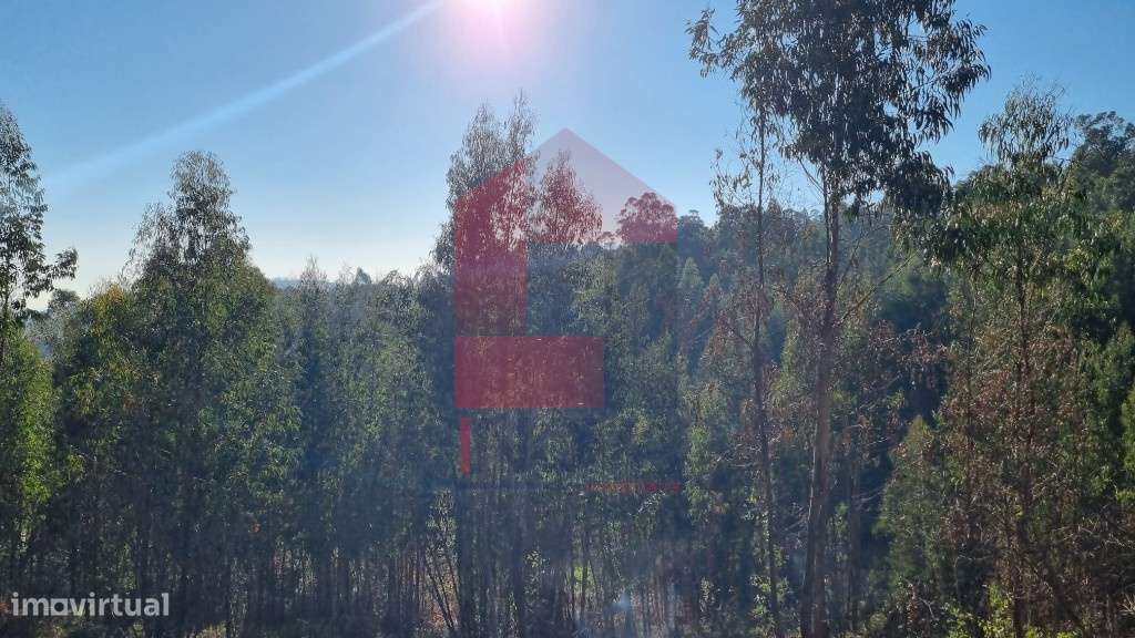 Terreno em floresta de produção, Gondiães - Grande imagem: 4/12