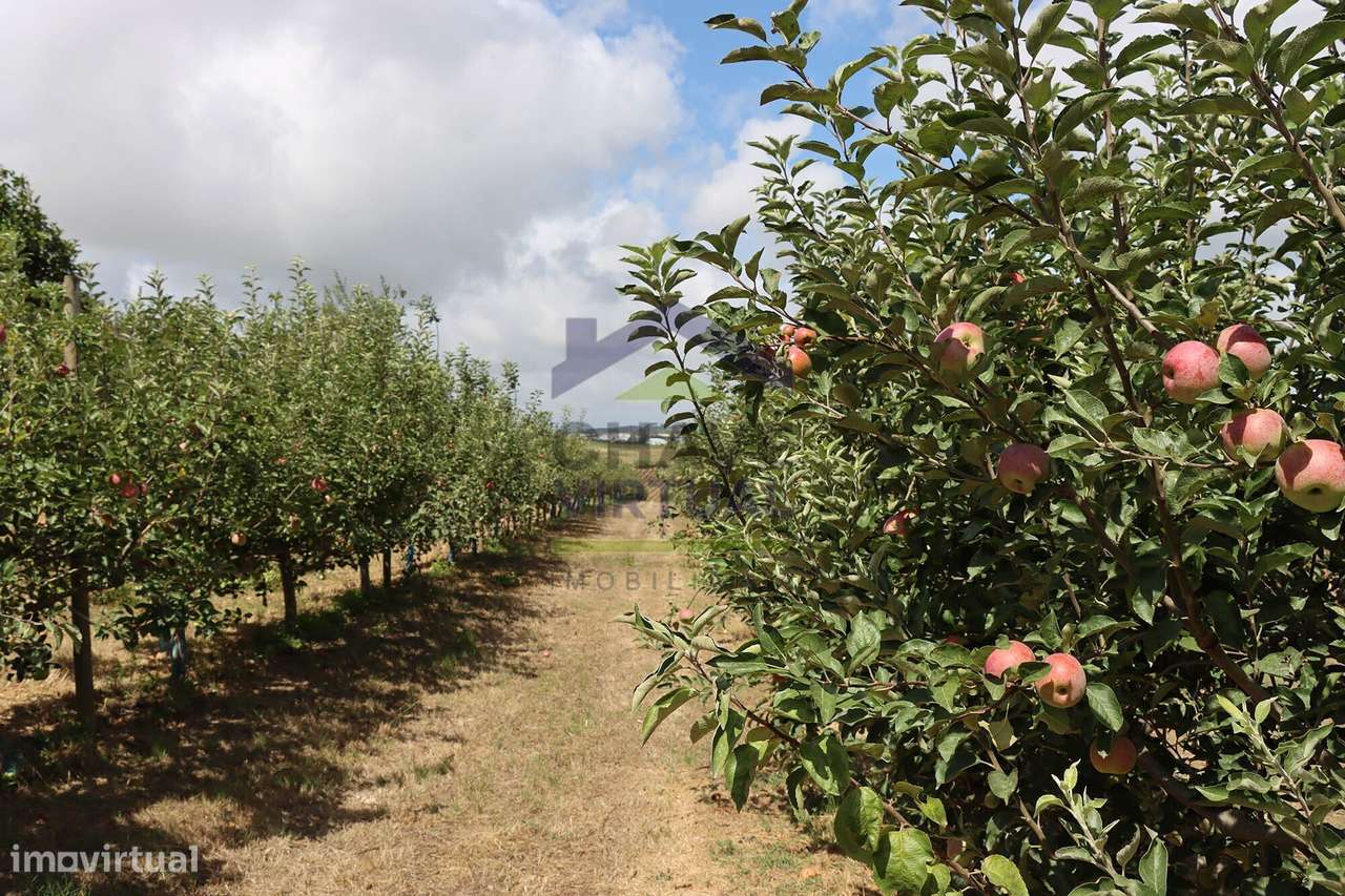 Magnífica Quinta com 19.107 m2 Carvalhal - Bombarral-56