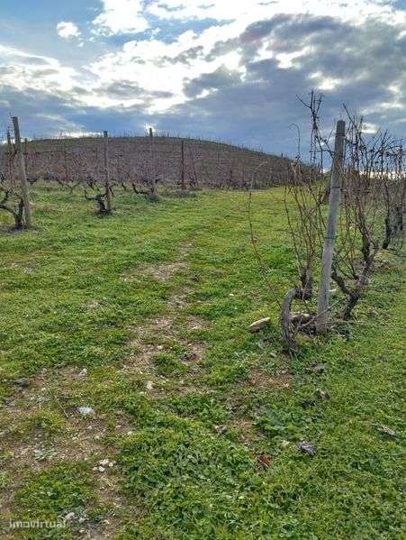 Vendo terreno com plantação de vinhas e amendoal - Muxagata - Grande imagem: 5/12