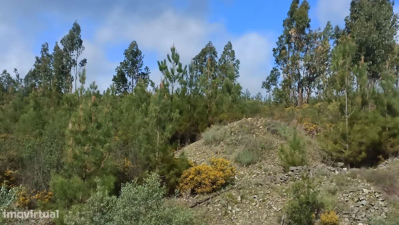 Terreno Rústico - Covão Velho - Proença a Nova - Grande imagem: 3/4