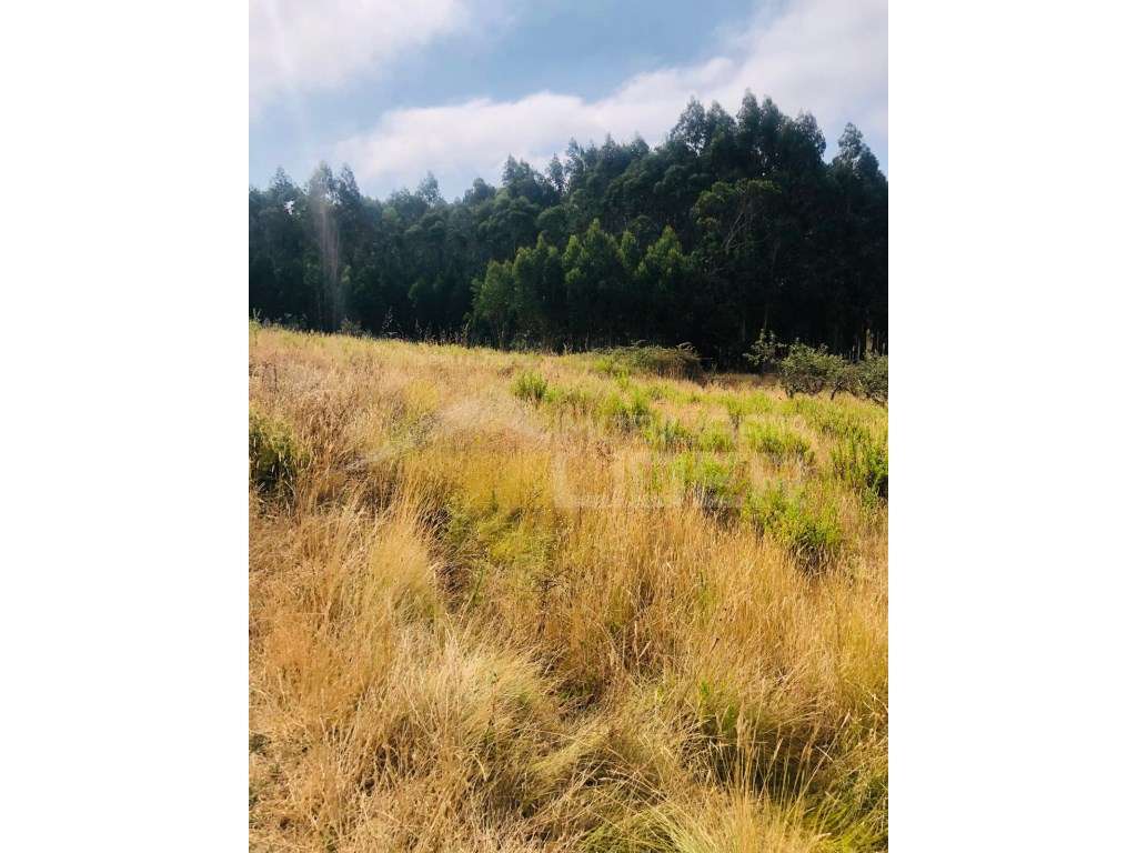 Terreno Rústico Venda Torres Vedras - Grande imagem: 2/5