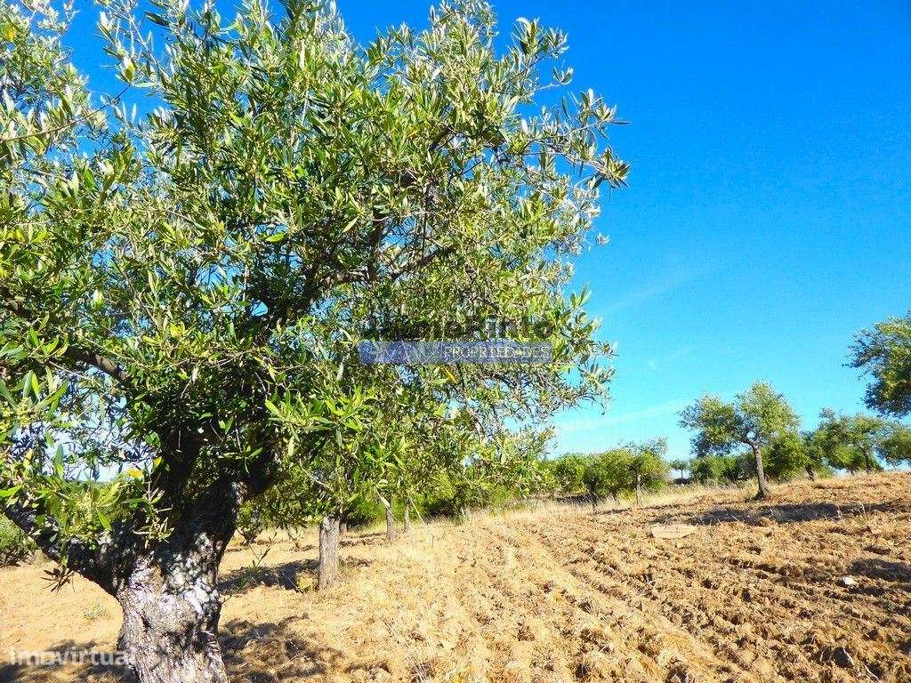 Olival de 6,9ha + Olival de 3ha, Escalhão. Portugal, F. C. Rodrigo,...-6