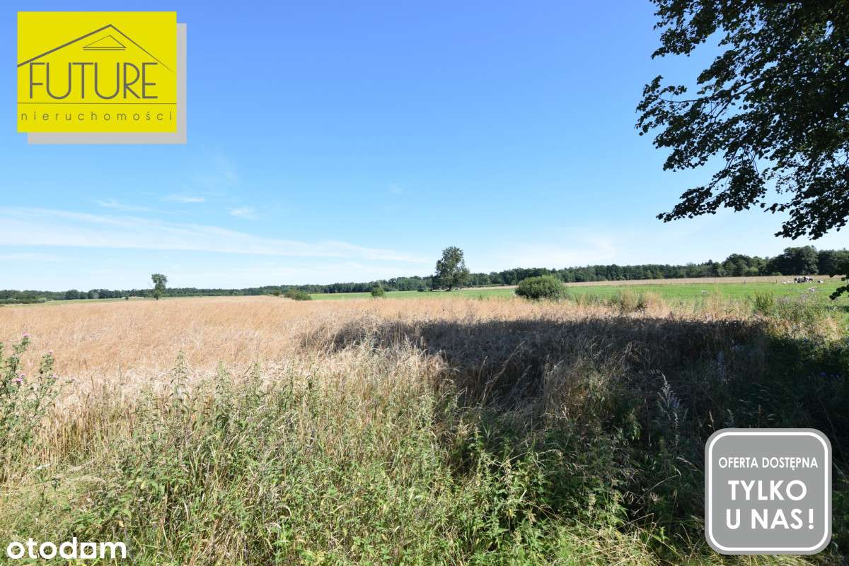 Działka rolna 5662m2 Kurowo Braniewskie - Pełny obrazek: 4/7