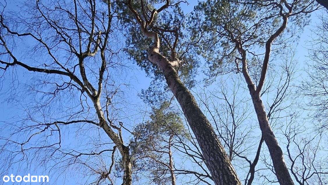 Dom 450 m2 otoczony starodrzewiem-15