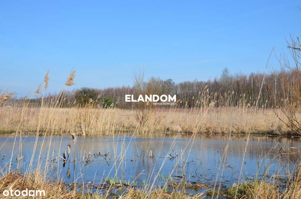 Cicha i spokojna okolica, las - Pełny obrazek: 4/8