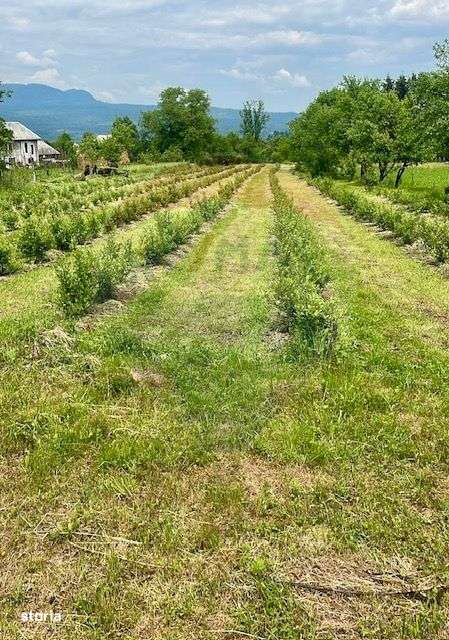 Teren 6,900mp Breb / Drumul Principal - Imagine principală: 2/6