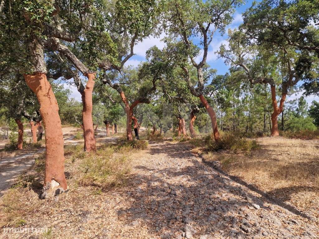Terreno 14 HECTARES COM SOBREIROS E PINHEIROS-16