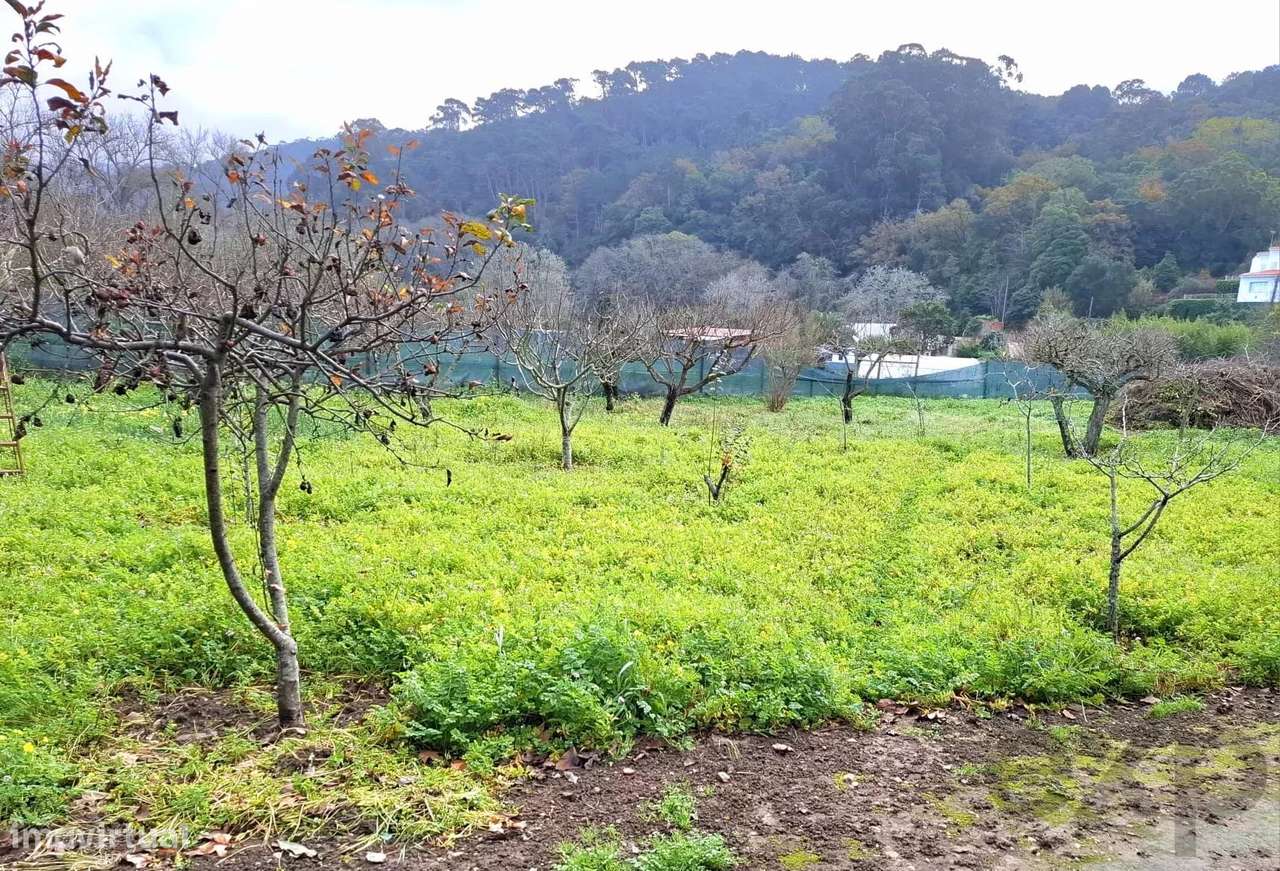 Sintra , Colares - Quintinha com moradia de Sonho - Grande imagem: 5/30