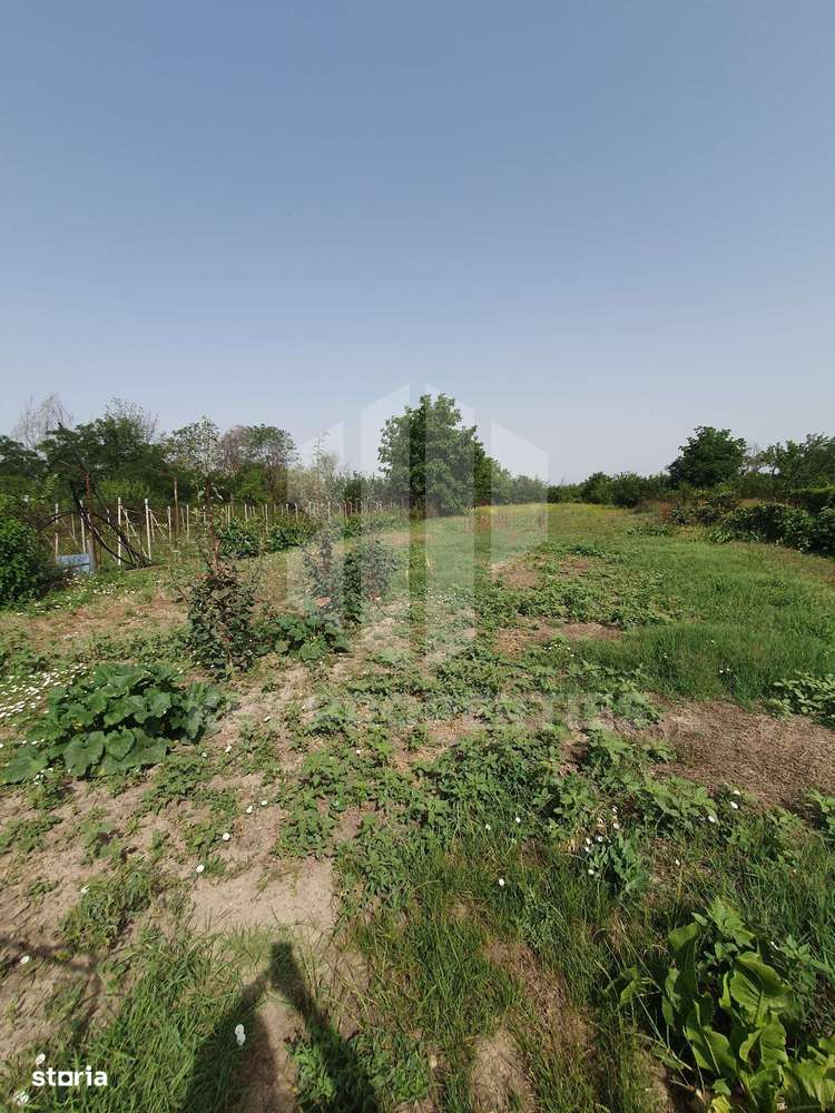 Samurcasi, str. Guliei, casa parter cu teren - 2431 mp-5