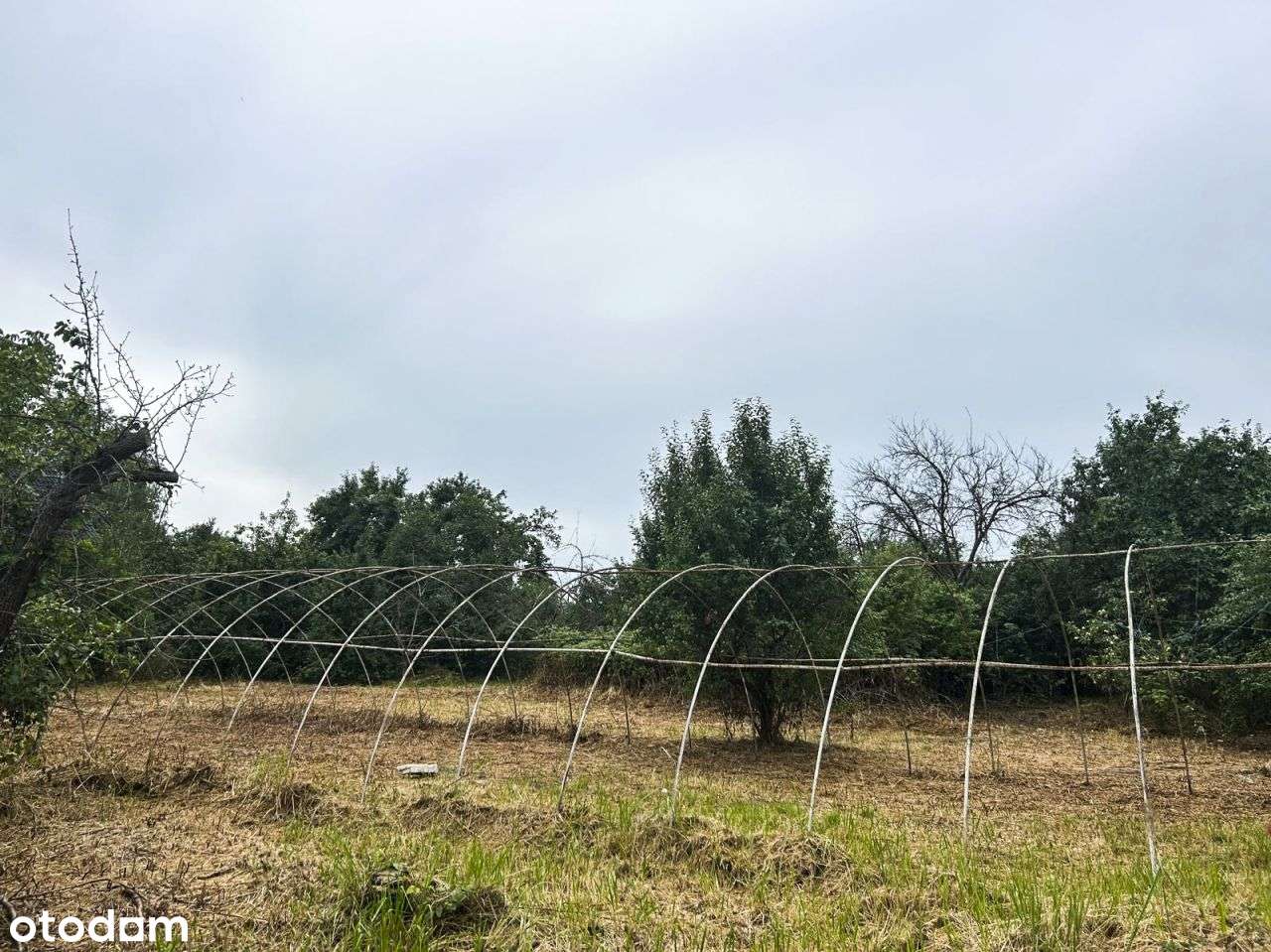 Dom 100 m2 na działce 18 ar do remontu Wawelno - Pełny obrazek: 5/16