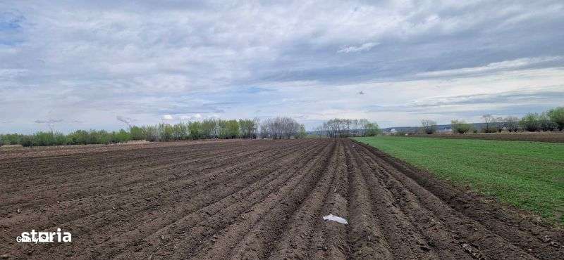 Teren  extravilan - Imagine principală: 5/7