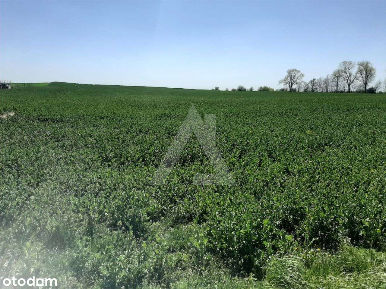 Działka budowlana w Trzemiętowie 1358 mkw - Pełny obrazek: 4/7