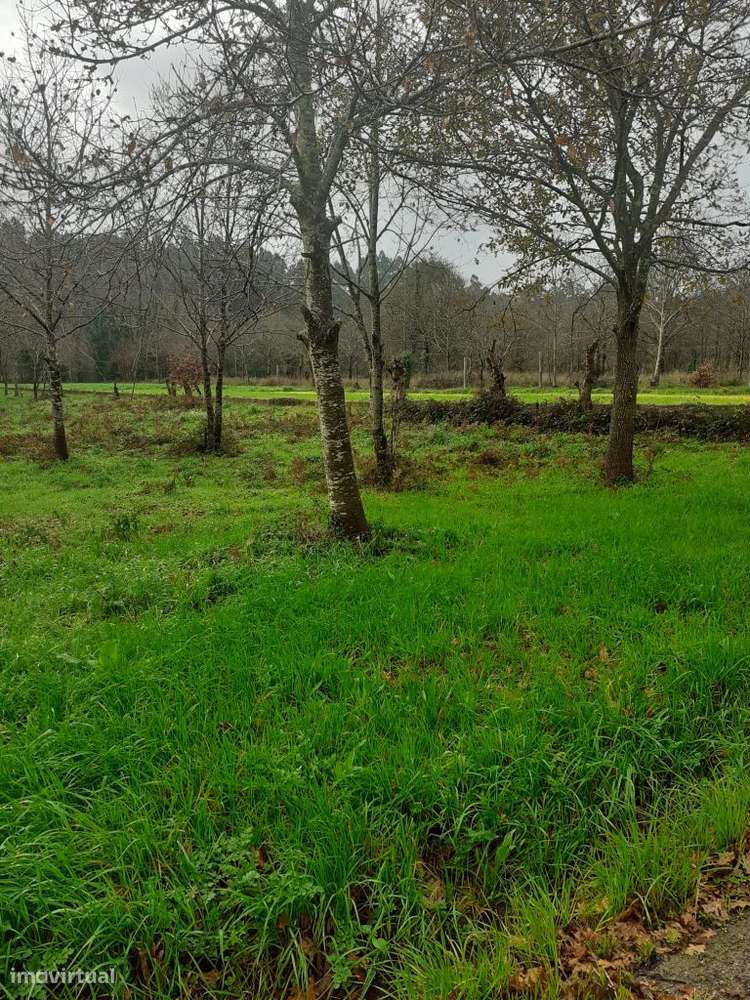 Oportunidade de Negócio | Terreno para Agricultura - Grande imagem: 3/13