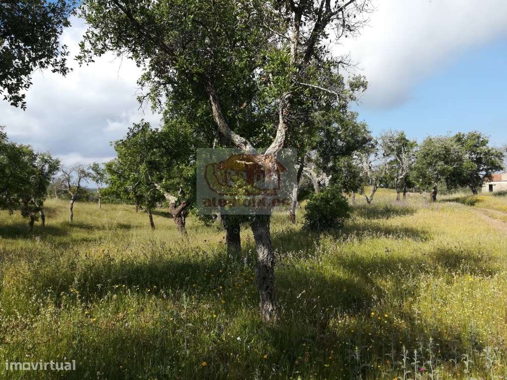 Terreno com ruína (43ha) em Melides - VISTA MAR - Grande imagem: 3/12
