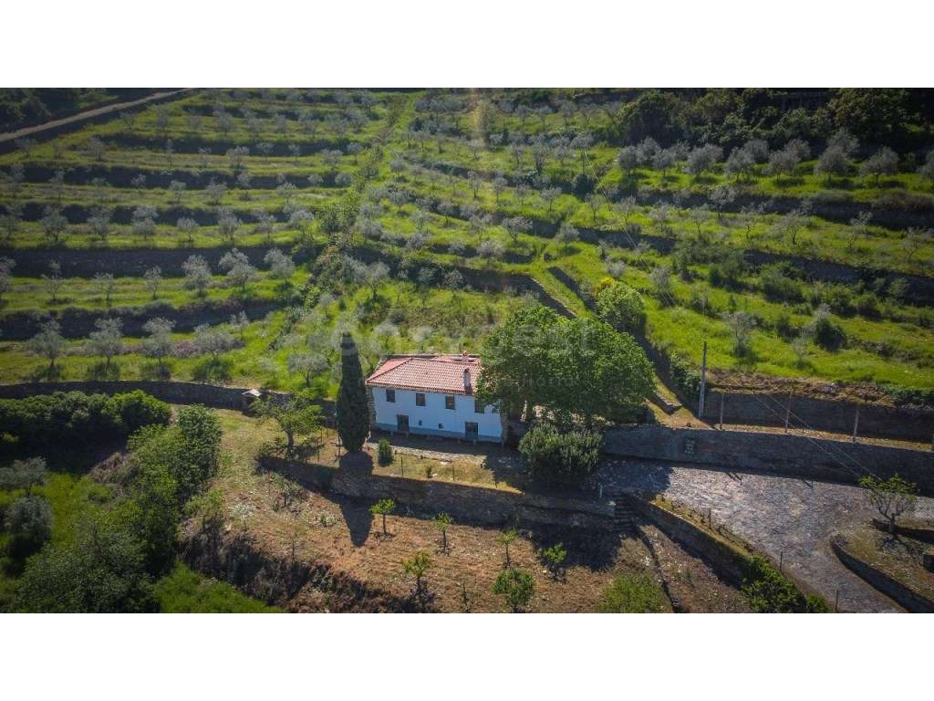 Magnifica Quinta T14 com licença de AL situada na região do Douro e... - Grande imagem: 4/59