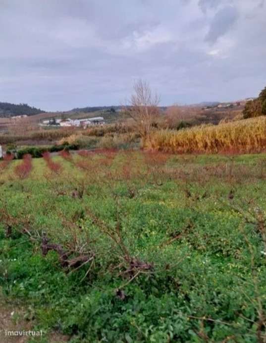 Terreno Rústico com Excelente Localização | Azueira – Mafra - Grande imagem: 5/8