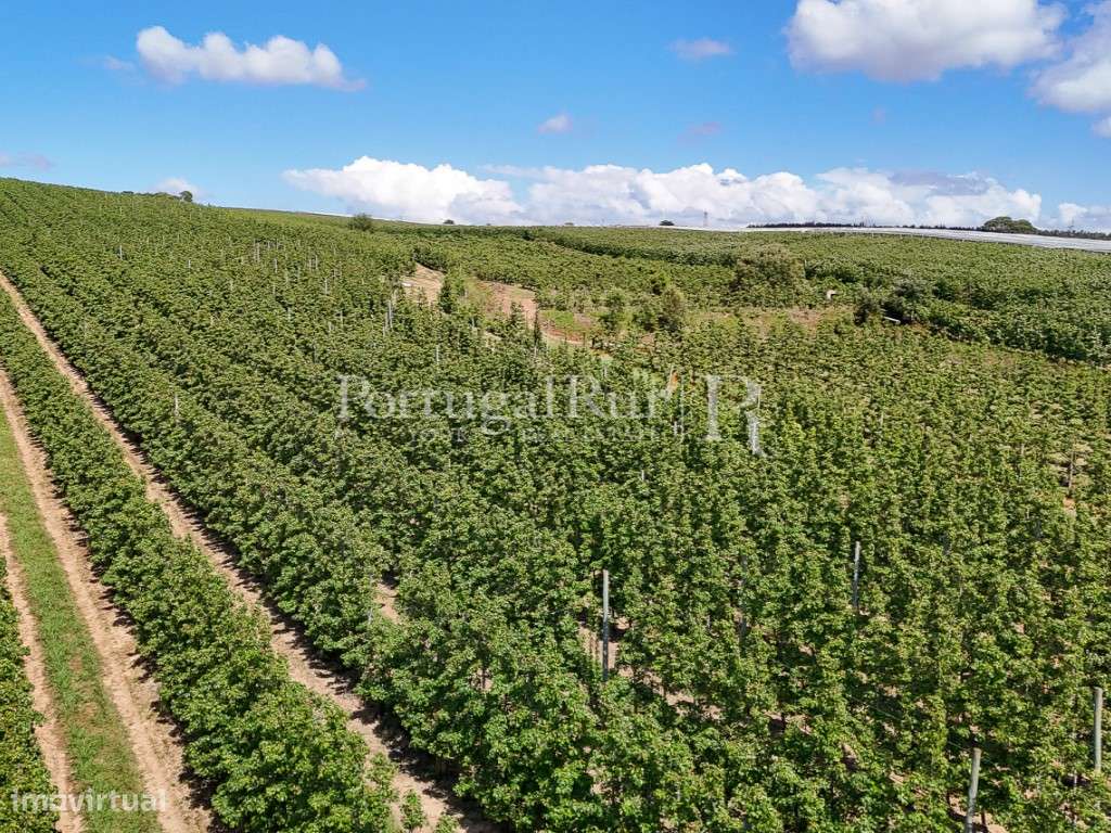 Exploração Agrícola com 37 ha e produção de Pera Rocha no Cadaval-31
