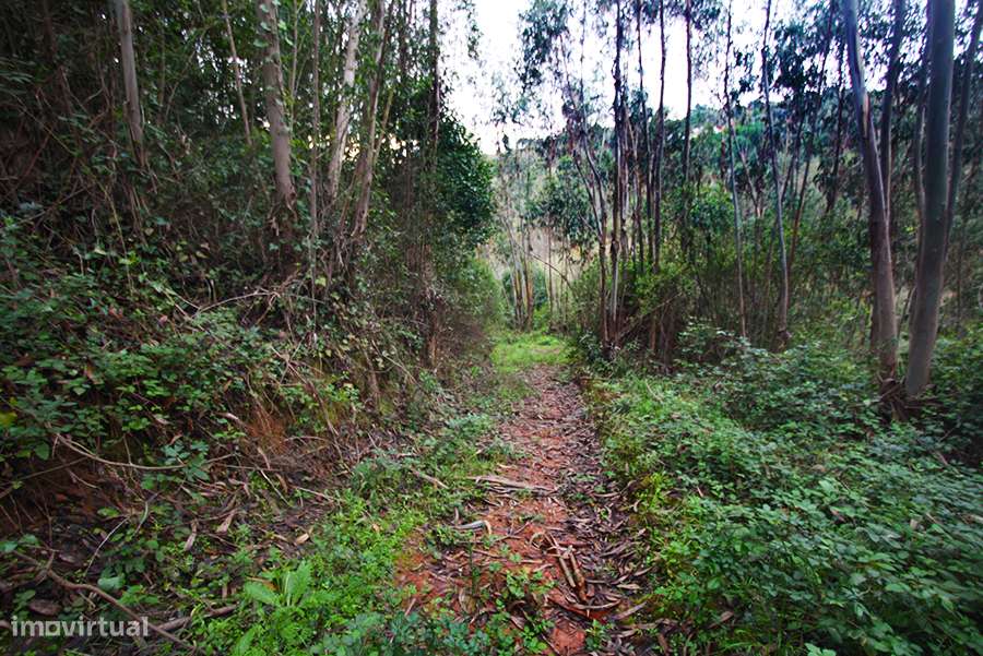 Grande propriedade, com floresta e 2 ruínas, Fraldeu, Óbidos-30