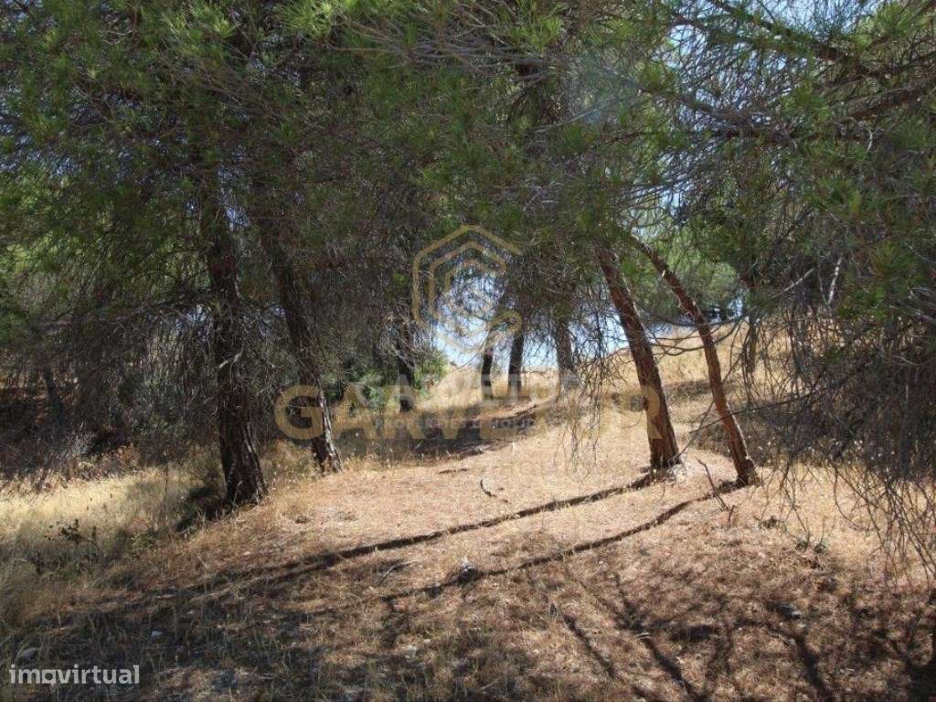 Terreno rústico, em zona agrícola, Albufeira, Algarve. - Grande imagem: 5/31