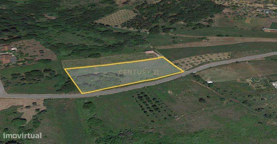 Terreno de Semeadura em Vermoil - Pombal-3
