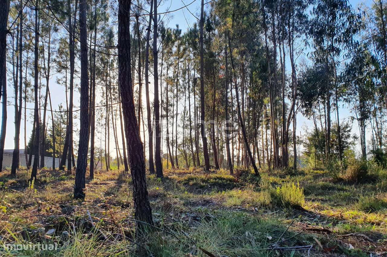 Terreno rustico - Grande imagem: 1/18