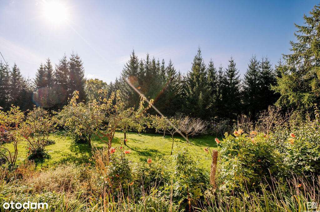 Dom wolnostojący w Puszczy Rominckiej - las, jezioro - Pełny obrazek: 4/15