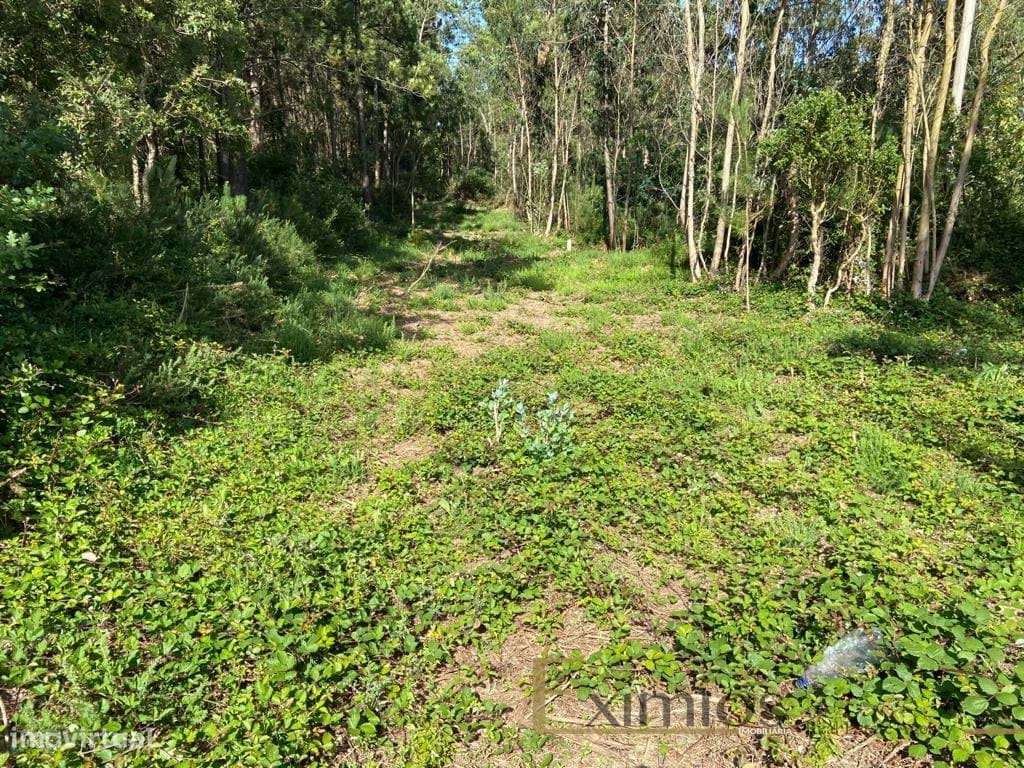 Venda de Terreno em Labruge, a 800 m da praia - Grande imagem: 5/7