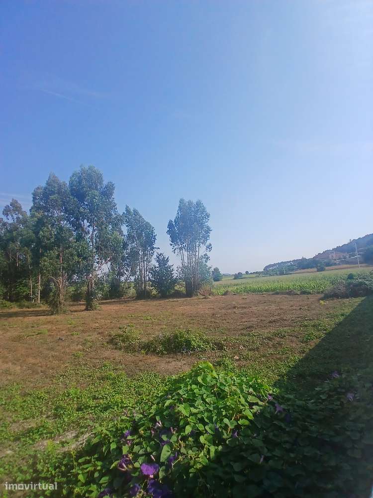 Terreno, 1 906,01 m², Silveiros e Rio Covo (Santa Eulália) - Grande imagem: 5/7