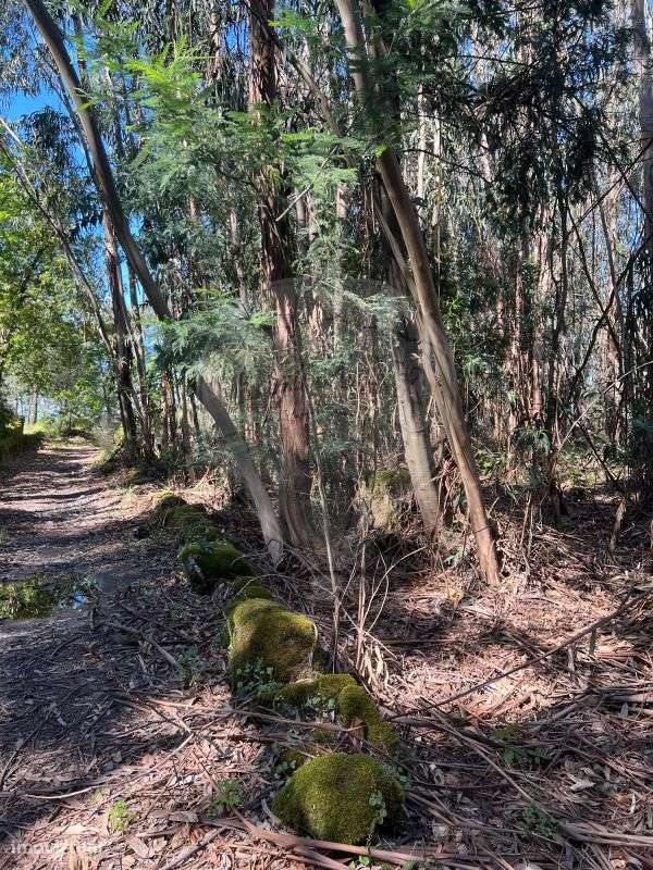 Terreno  para venda - Grande imagem: 5/15