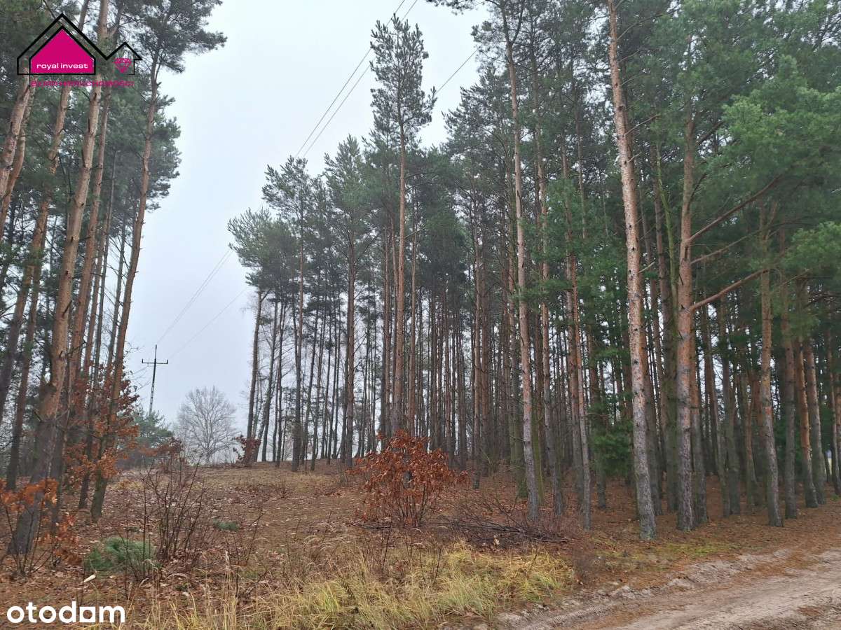 Działka z lasem - zabudowania w cenie gruntu-12