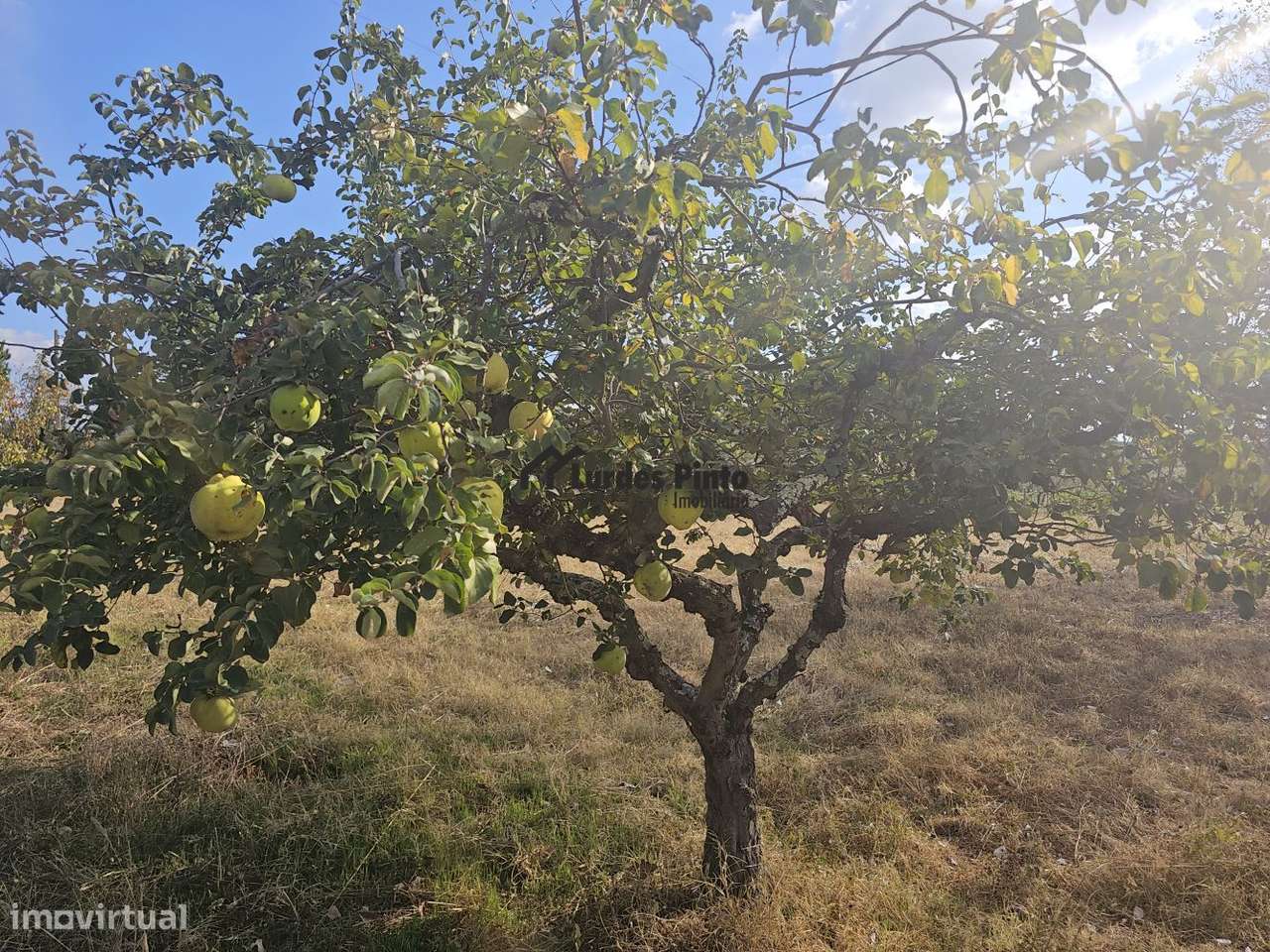 Quinta com moradia-7