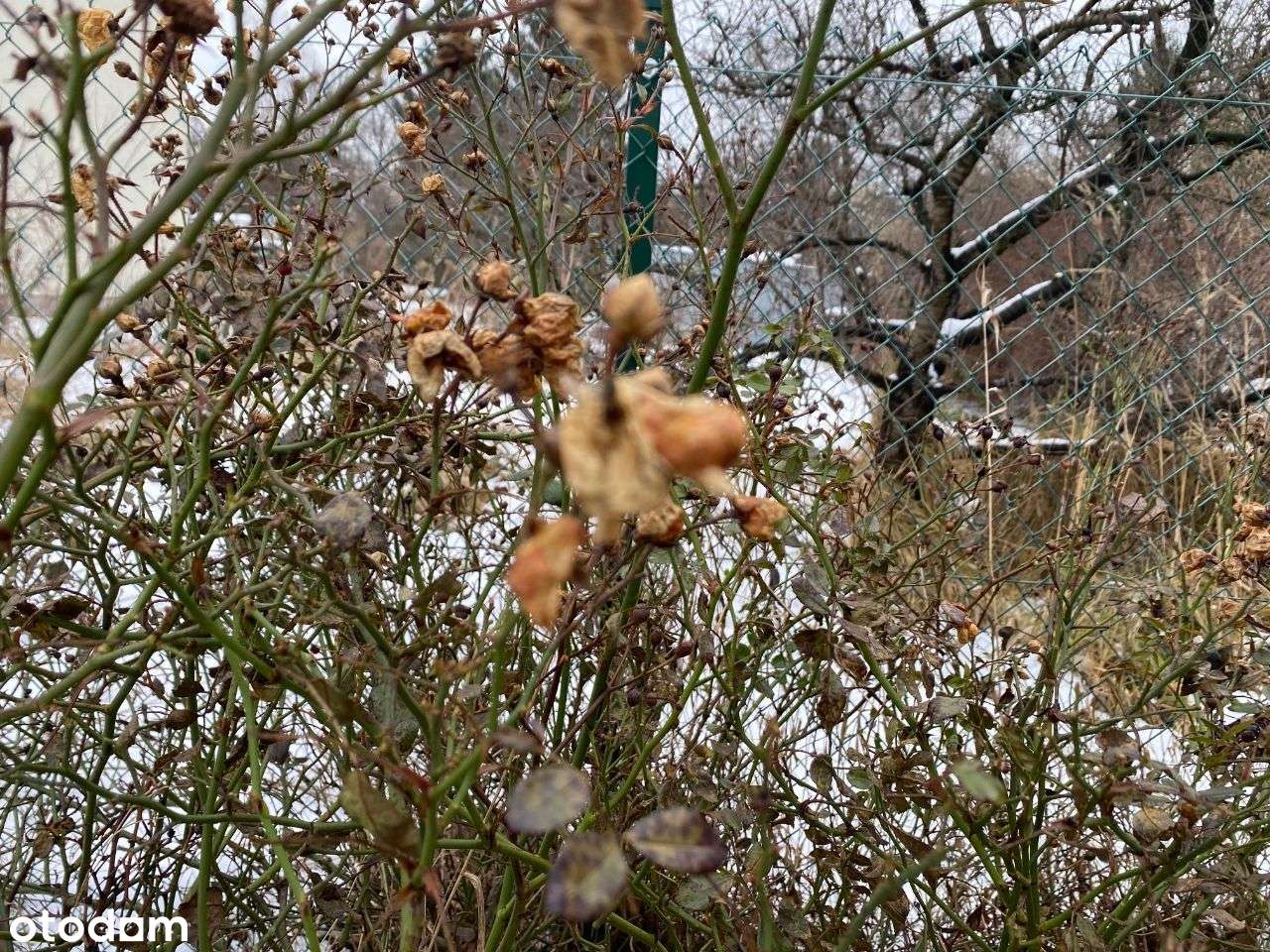działka inwestycyjna UP Janki Raszyn-4