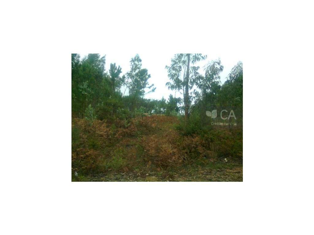 Três Lotes para construção habitacional - Grande imagem: 2/3