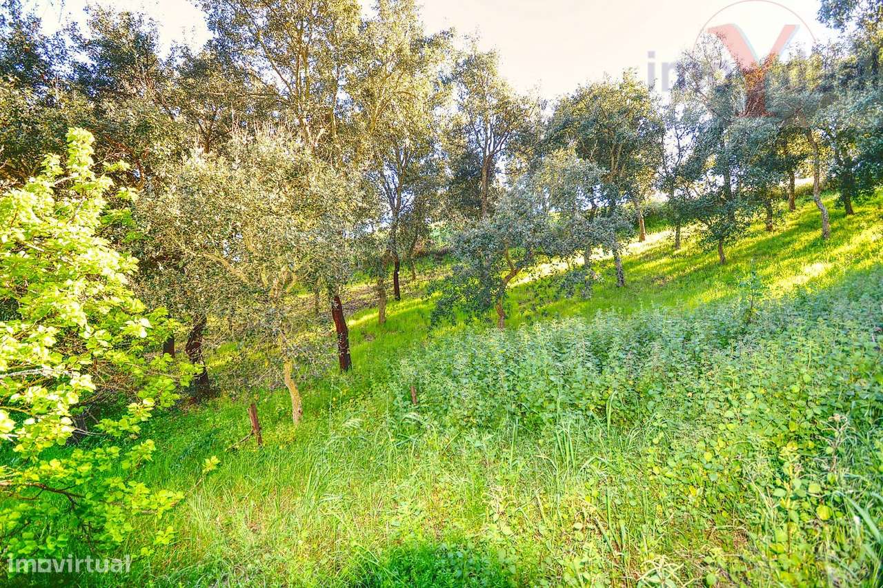 Quinta em Melides-16