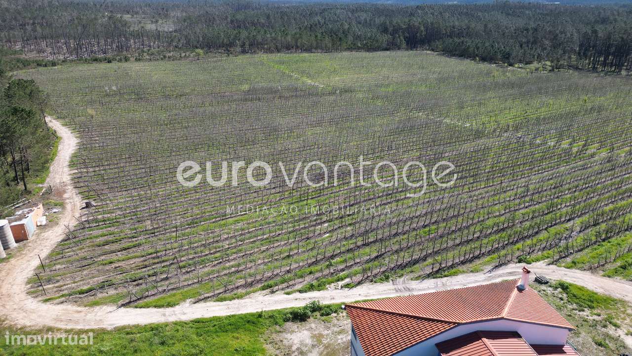 Quinta com Pomar e Moradia em Alpedriz – Alcobaça - Grande imagem: 3/8